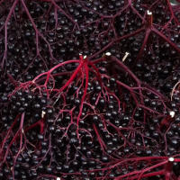 Black Elderberries: Immune-Boosting Effects & Other Health Benefits  