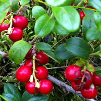 Why Lingonberries Are Healthy