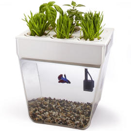AquaFarm Fish Tank