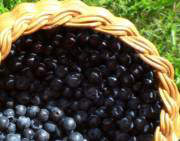 Wild blueberries aka bilberries