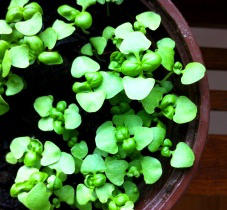 Basil microgreens grown indoors