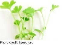 Celery microgreens