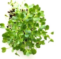 Radish microgreens grown in containers