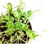 Pea shoots grown from fried peas