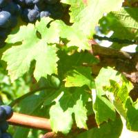 Health Benefits Of Eating Grape Leaves Antioxidant Protection Varicose Vein Fighting Properties