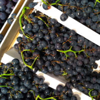 Concord Grape Health Benefits