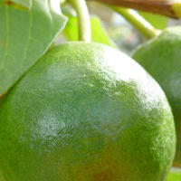 5 Health Benefits of Guava Fruit