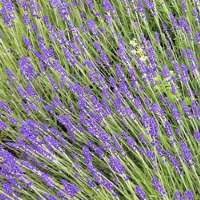 Lavender Honey Health Benefits