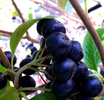 Benefits of Wild Maqui Berries