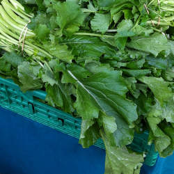 Benefits of Rapini or Broccoli Rabe