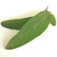 5 Health Benefits of Sage (The Herb)