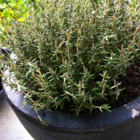 5 Health Benefits of Thyme (The Herb)