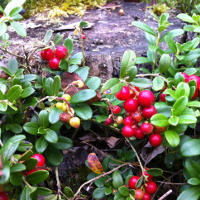 Bearberry Extract is Good for Your Skin