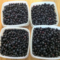 Blueberry Antioxidants