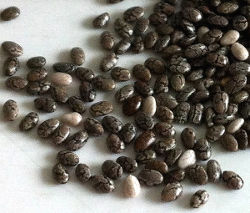 Chia seeds weight loss