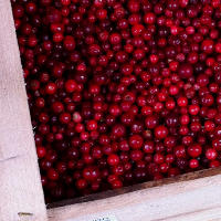 Can Cranberry Kill H Pylori?