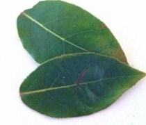 Substituting dried bay leaves for fresh