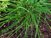 Converting fresh to freeze-dried chives