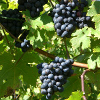 Is Grape Juice Healthier Than Wine?