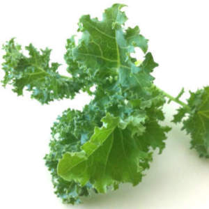 Moringa or Kale