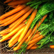 Organic Carrots Are Low in Nitrates - Ture or False