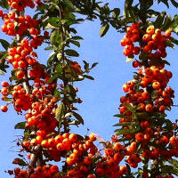 Benefits of Sea Buckthorn Oil for the Skin