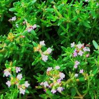 Thyme Honey: Anti-Oxidant and Anti-Cancer Effects